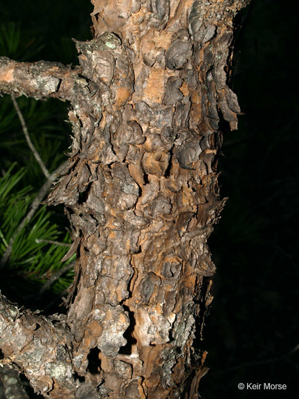 Plancia ëd Pinus virginiana Mill.