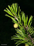 Image of Scrub Pine