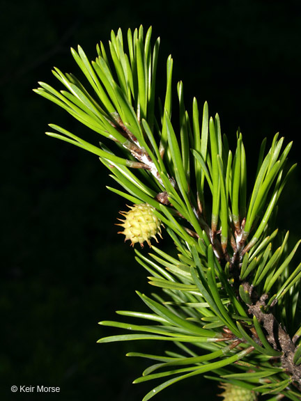 Plancia ëd Pinus virginiana Mill.