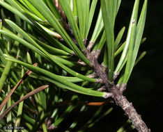 Image of Scrub Pine