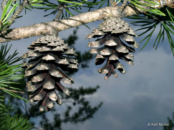 Plancia ëd Pinus virginiana Mill.