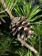 Image of Scrub Pine