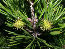 Image of Scrub Pine