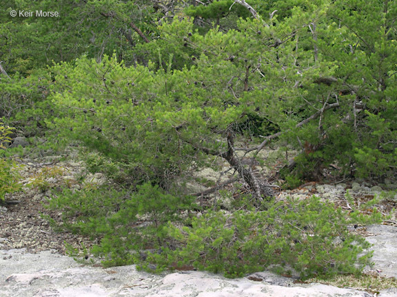 Image of Scrub Pine