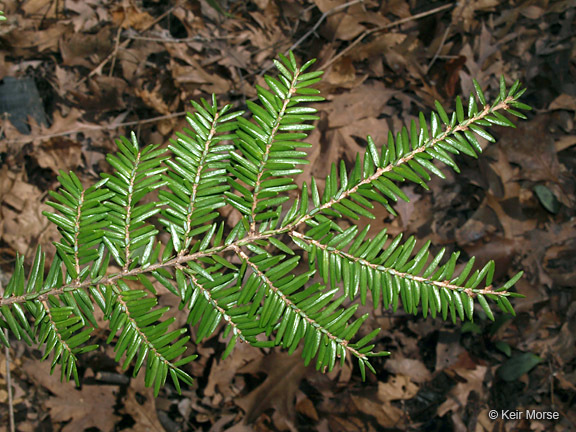 Image of eastern hemlock