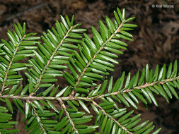 Image of eastern hemlock