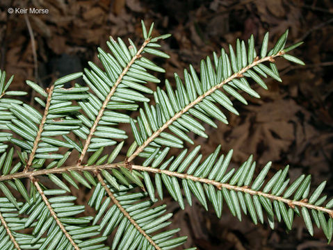 Image of eastern hemlock