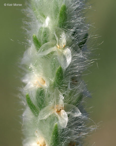 Image of woolly plantain
