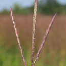 Imagem de Andropogon gerardii Vitman