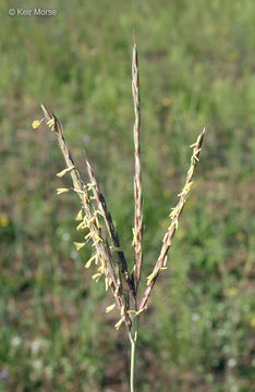 Image of big bluestem