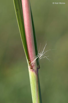 Imagem de Andropogon gerardii Vitman