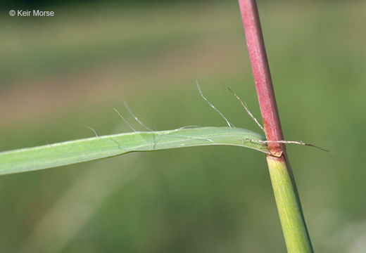 Imagem de Andropogon gerardii Vitman