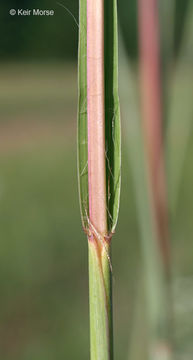 Imagem de Andropogon gerardii Vitman