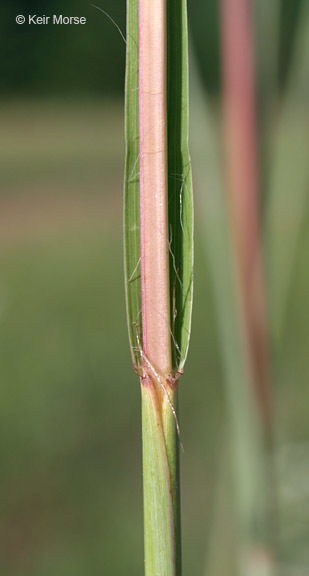 Image of big bluestem