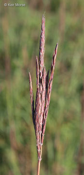 Image of big bluestem