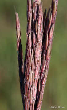 Imagem de Andropogon gerardii Vitman