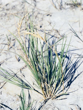 Image of saltgrass