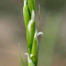 Image of ricegrass