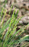 Image of roughleaf ricegrass