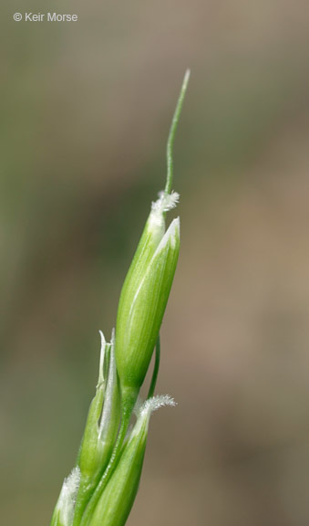 Sivun Oryzopsis asperifolia Michx. kuva