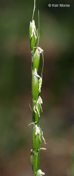 Image of roughleaf ricegrass