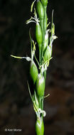 Imagem de Oryzopsis asperifolia Michx.