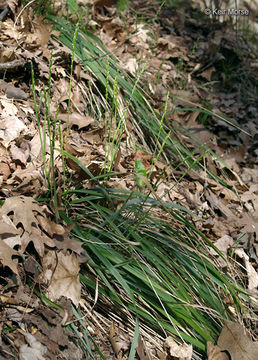 Image of roughleaf ricegrass