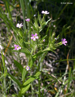 Image of slender phlox