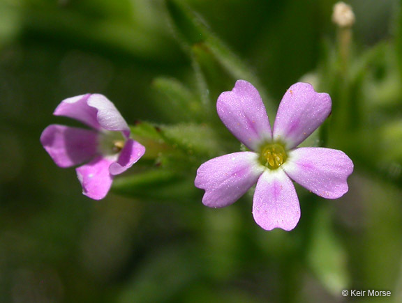 Image of slender phlox