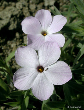 Image of alyssumleaf phlox