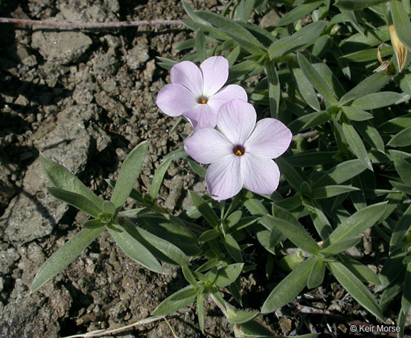 Image of alyssumleaf phlox