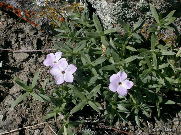 Image of alyssumleaf phlox