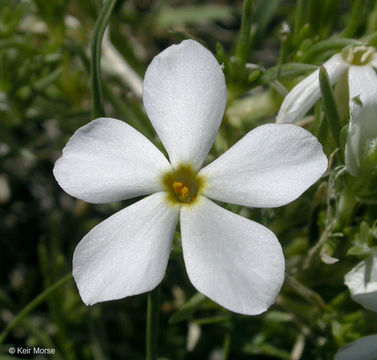 Image of prairie phlox