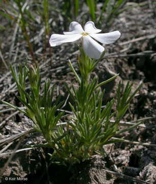 Image of prairie phlox