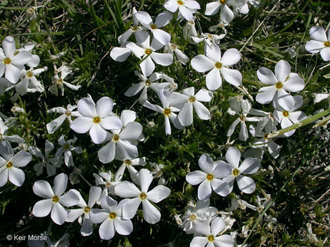 Imagem de Phlox andicola E. Nelson