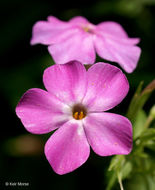 Image of smooth phlox