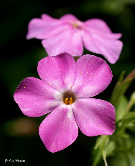 Image of smooth phlox