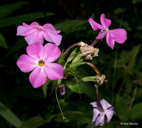 Image of smooth phlox