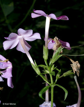 Image of smooth phlox