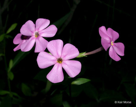 Image of smooth phlox