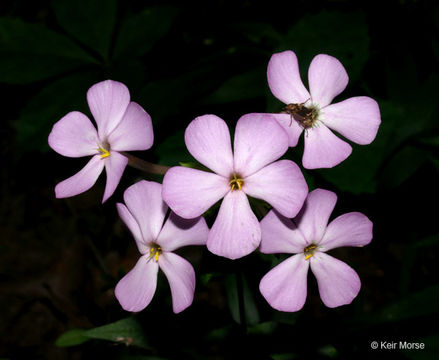 Image of smooth phlox