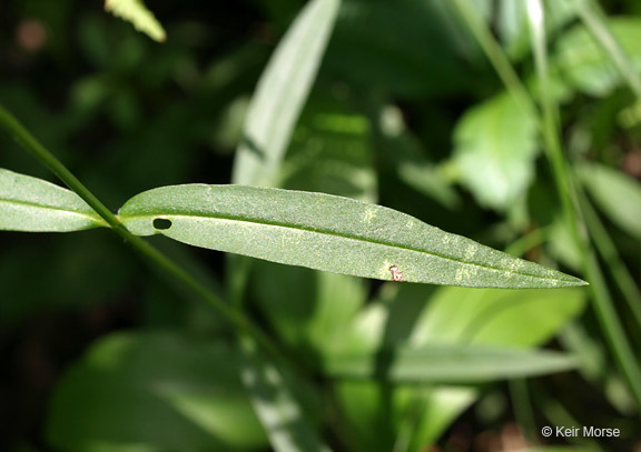 Image of smooth phlox