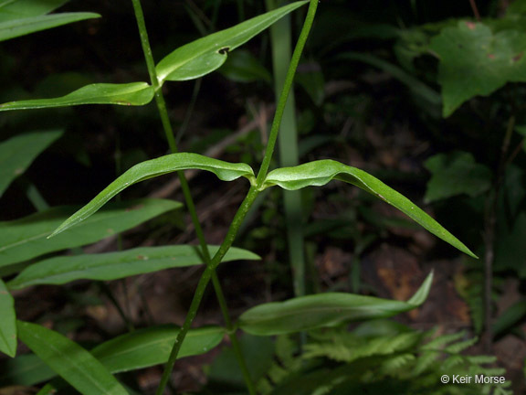 Image of smooth phlox