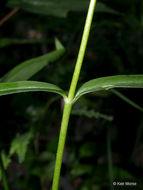 Image of smooth phlox