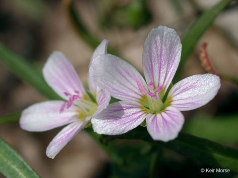 Image of Virginia springbeauty