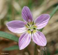 Image of Virginia springbeauty