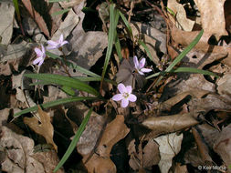 Image of Virginia springbeauty