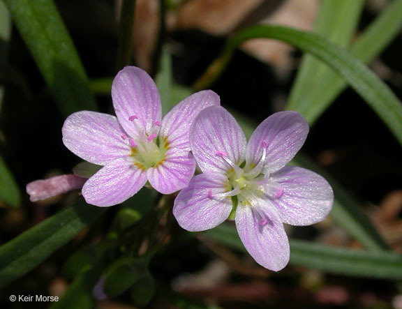 Image of Virginia springbeauty