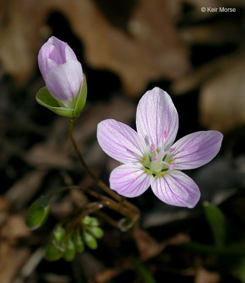 Image of Virginia springbeauty