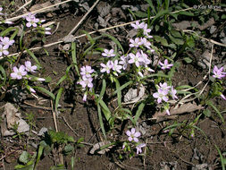 Image of Virginia springbeauty